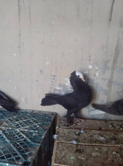Healthy and active pigeon urgent for sale