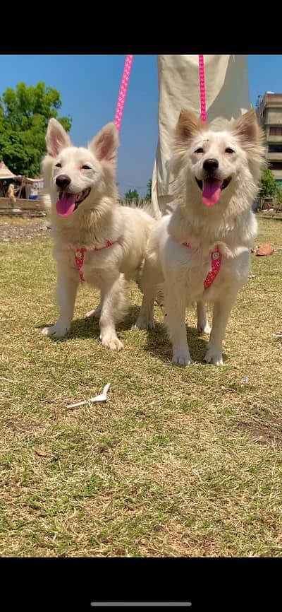 Russian dog for sale zero size