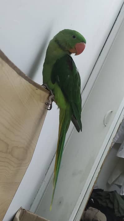 Raw Parrot/Pahri Tota