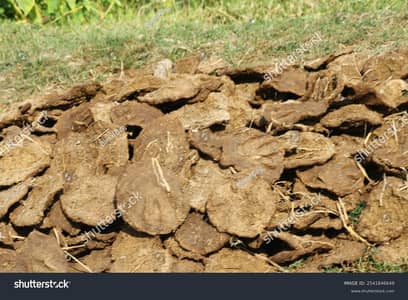 buffalo Dung