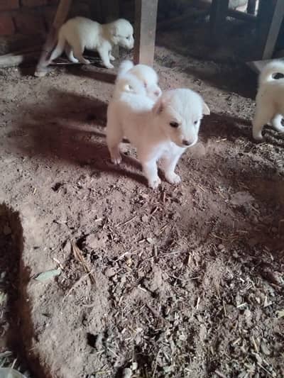 Russian pista dogs for sale