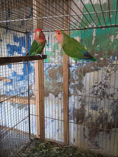 Love bird