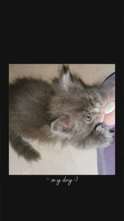 Grey persian kitten for sale
