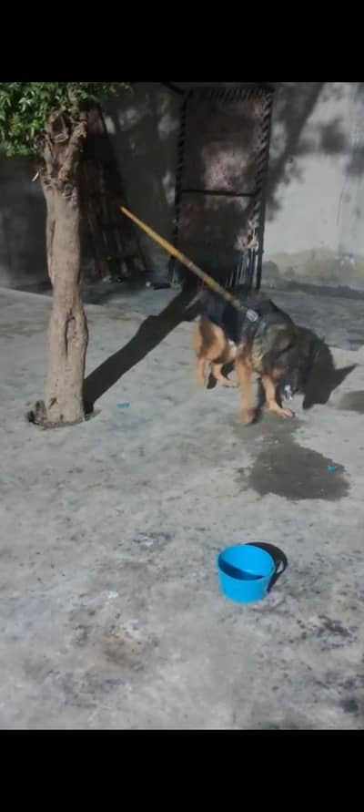german shepherd long coat f/male  for sale