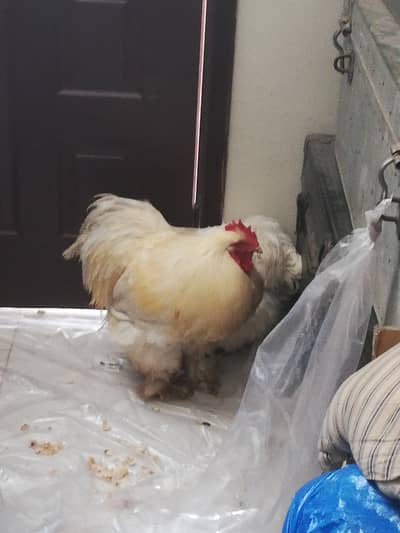 White Buff Breeder pair
