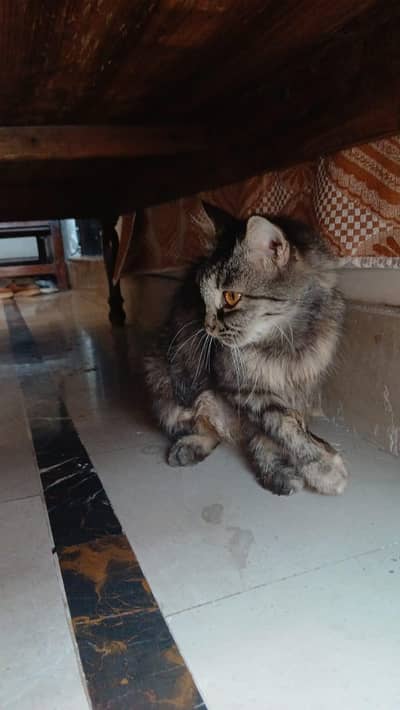 siberian triple cote
