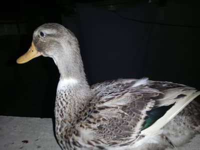 Beautiful Ducks