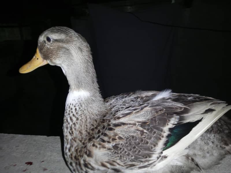 Active Ducks 0