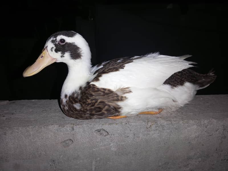 Active Ducks 1
