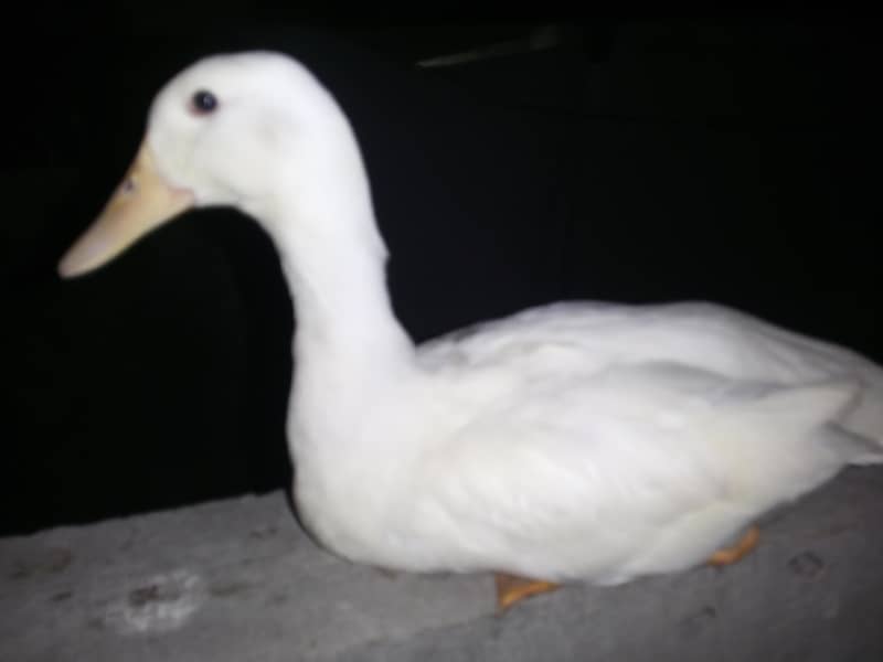 Active Ducks 2