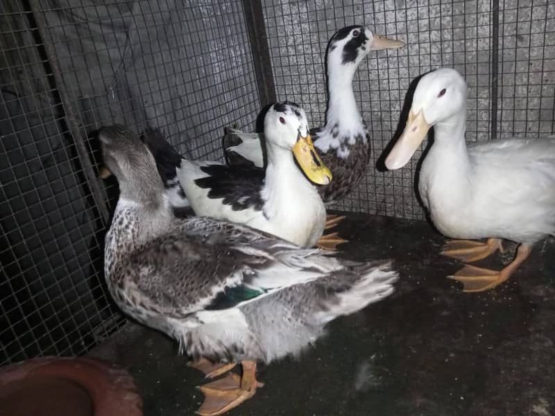 Active Ducks 4