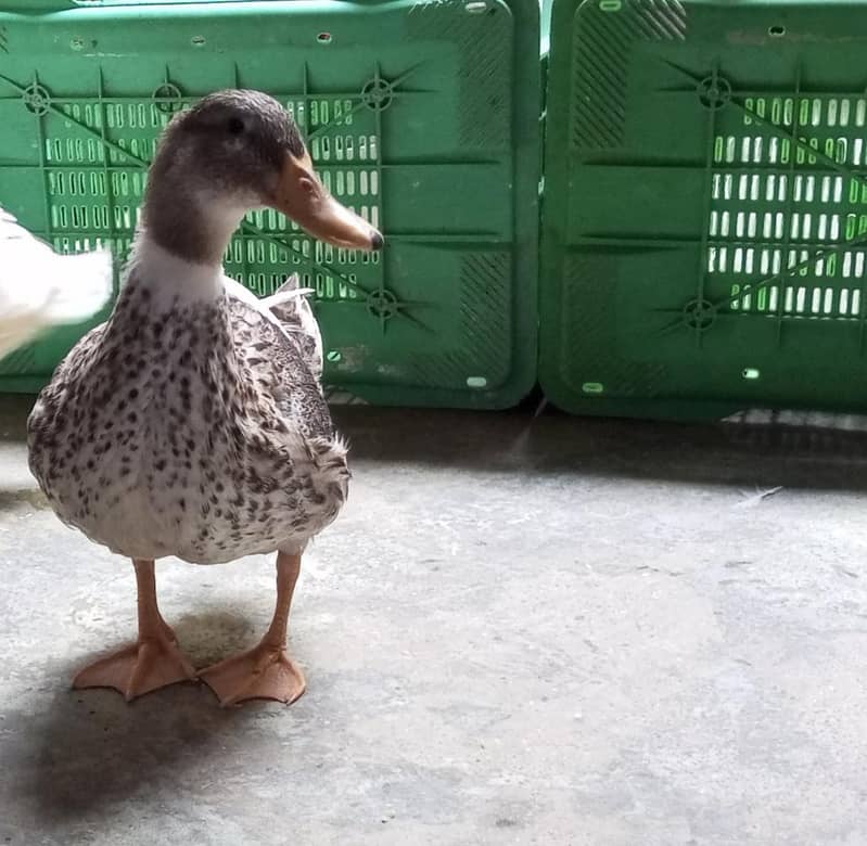 Active Ducks 5