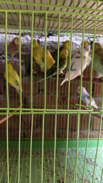 astaillian parrot