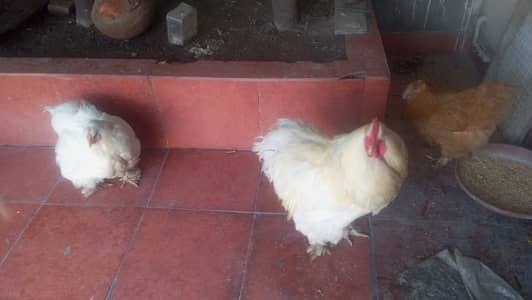 White Buff Pair For sale