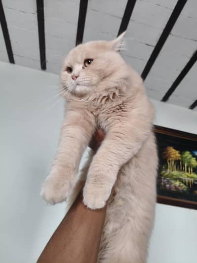 Persian Male Cat