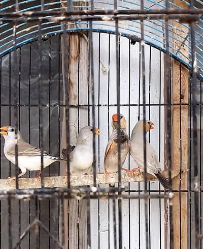 mutation finches