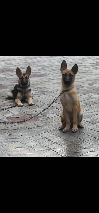 German Shepherd Male and Belgium Shepherd Female