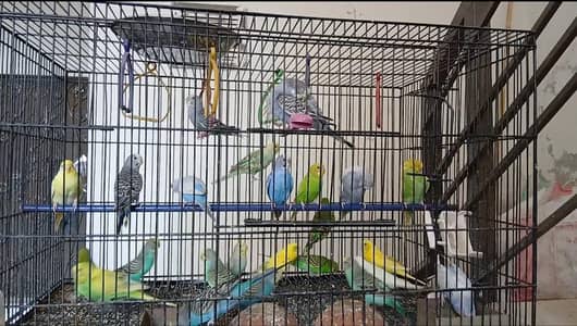 Budgie Pairs Available