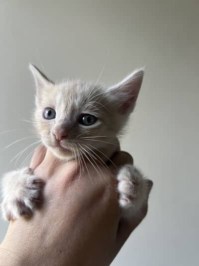 Cute kitten for sale