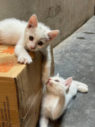 Persian Kitten