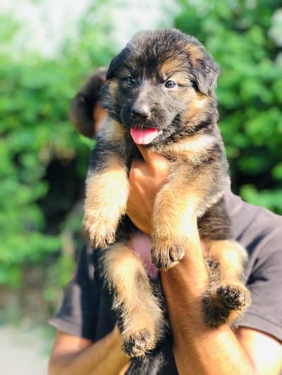 Garman shepherd long coat puppy available 0318/1631/993