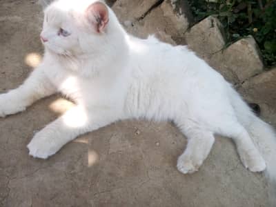 cat male