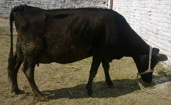 Pregnant Jersey Cow