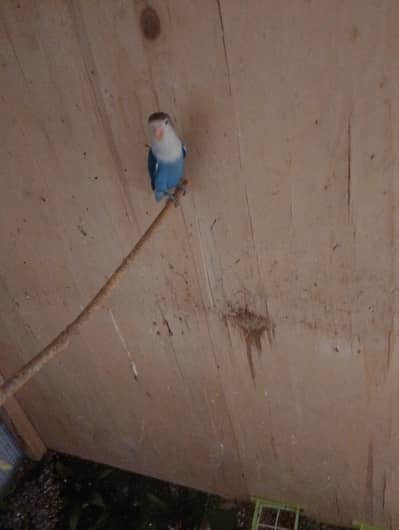 blue fisher split ino home breed available for sale