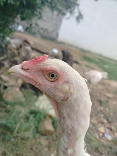 Herra Aseel watsapp 03100852282