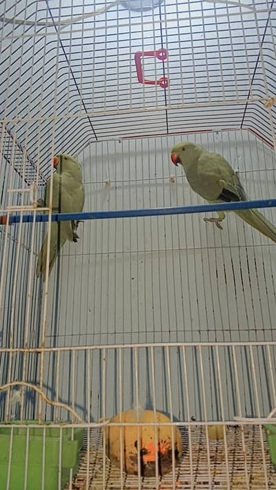 ringneck