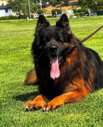 German Shepherd Puppies for sale