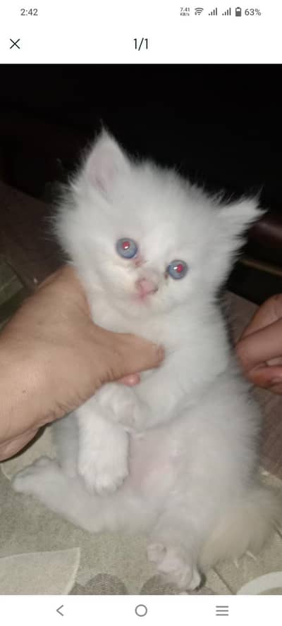 kittens
