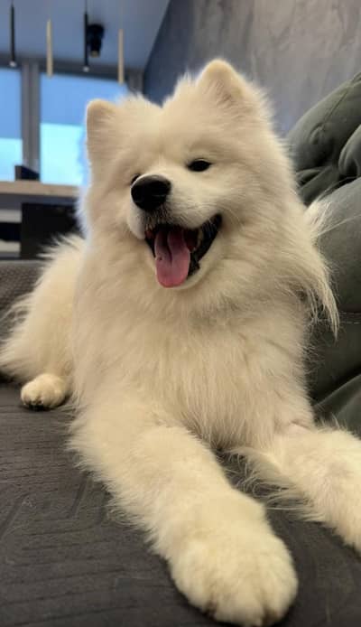 siberian husky puppies for sale