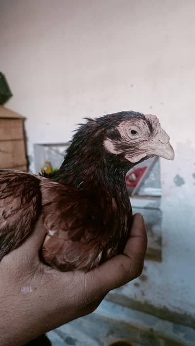 amroha Aseel | bangum | Thai Aseel | Hens For sale