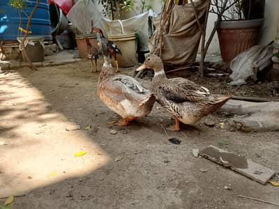 Duck pair for sale