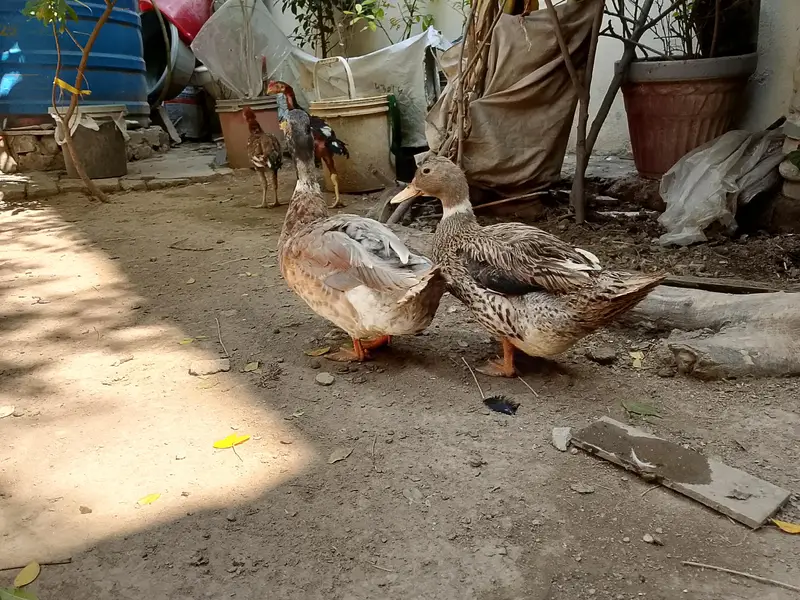 Duck pair for sale