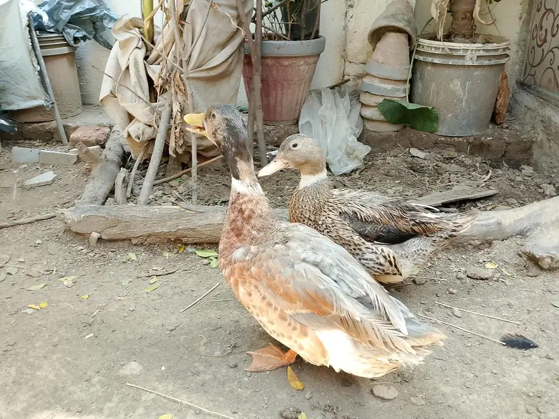 Duck pair for sale — photo 2