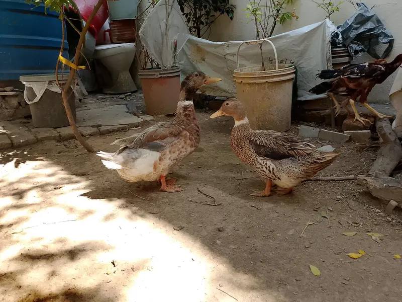 Duck pair for sale — photo 3