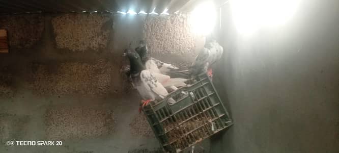 Kabootar for sale healthy . home breed no infection no virus