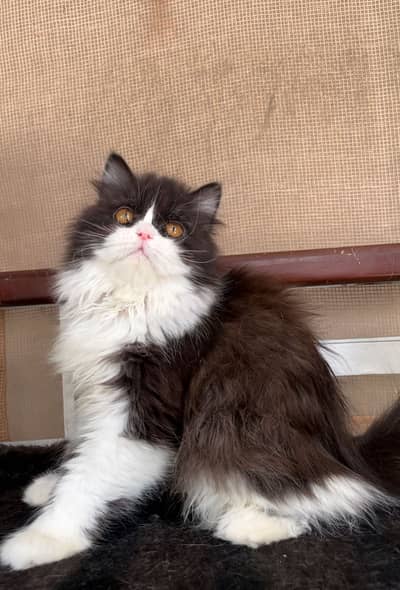 Persian peke punch face kittens
