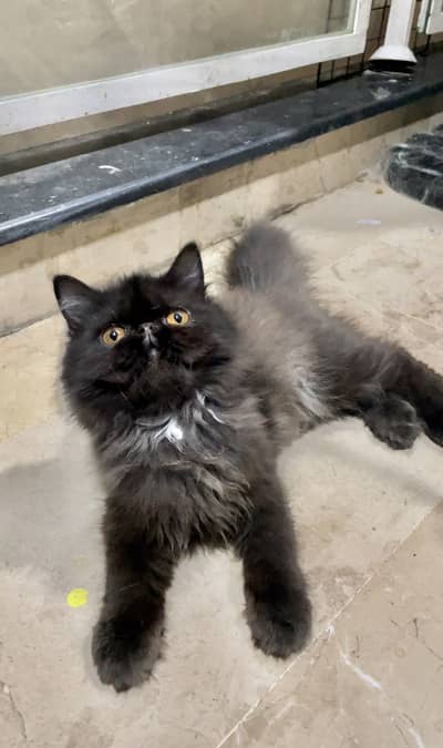 Persian peke punch face kittens