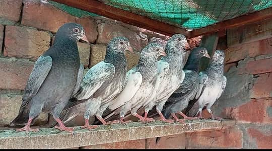 Baby Pigeons