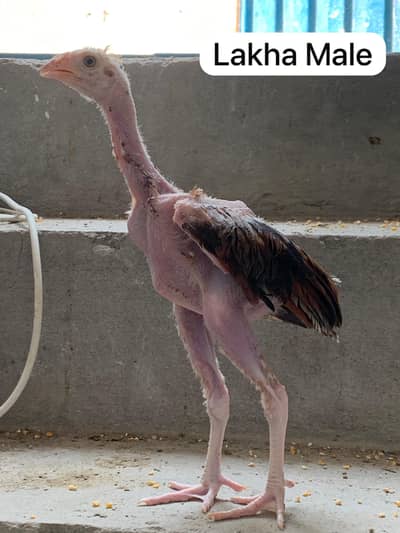 Top Quality Aseel Chicks Breeder For Sale