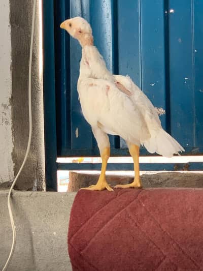 Top Quality Aseel Chicks Breeder For Sale