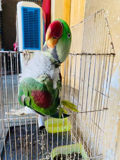 Raw Parrot