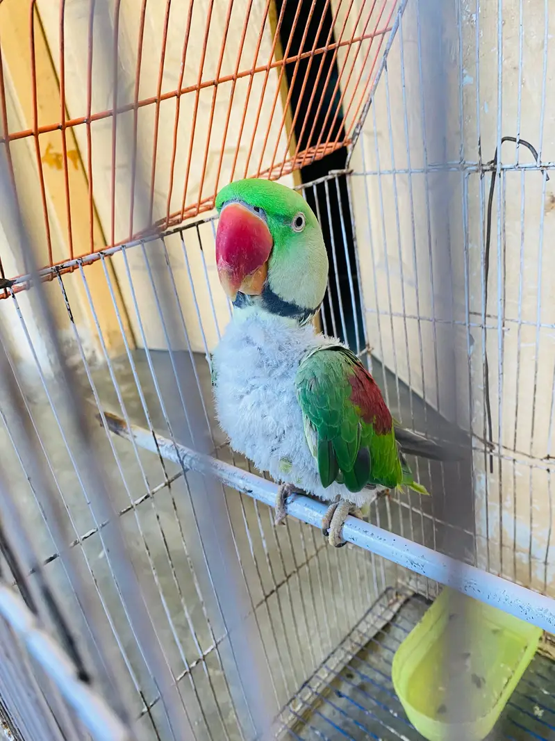 Raw Parrot — photo 2