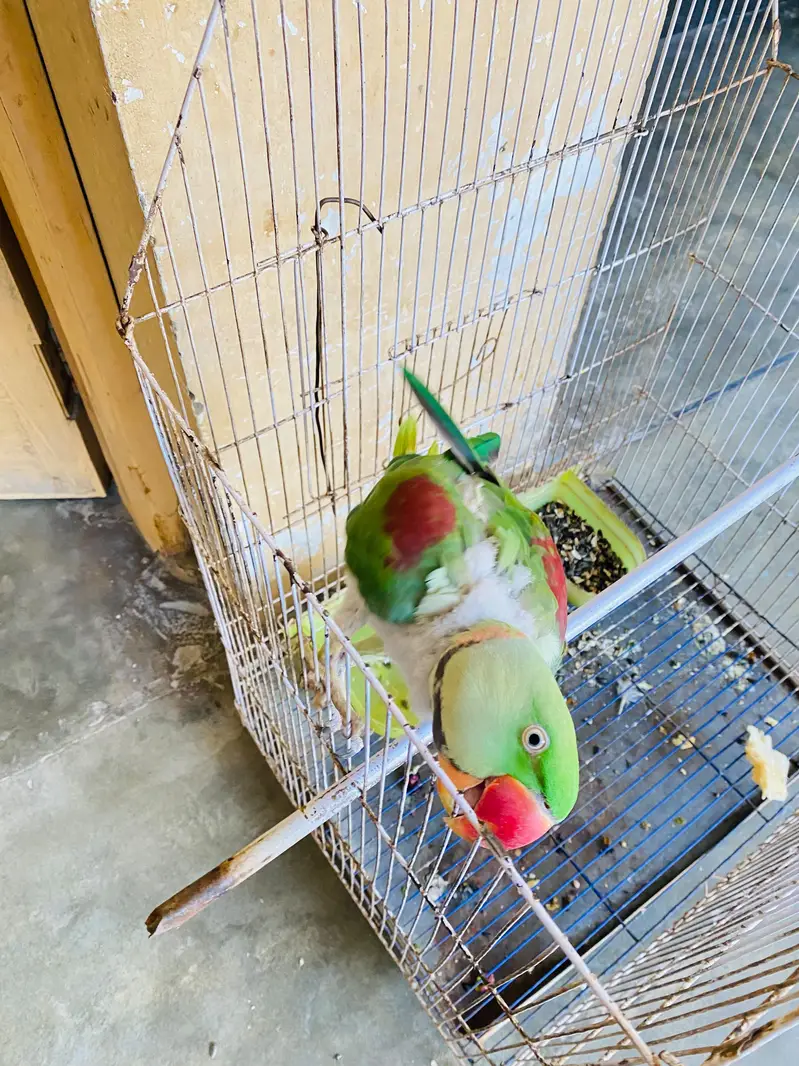 Raw Parrot — photo 3