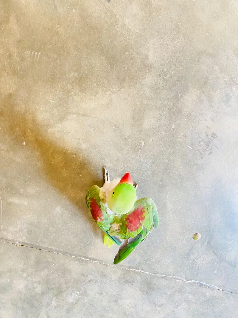 Raw Parrot — photo 4