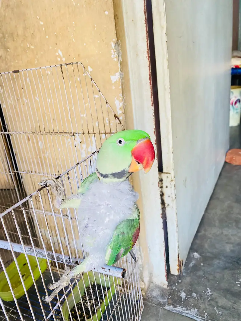 Raw Parrot — photo 5