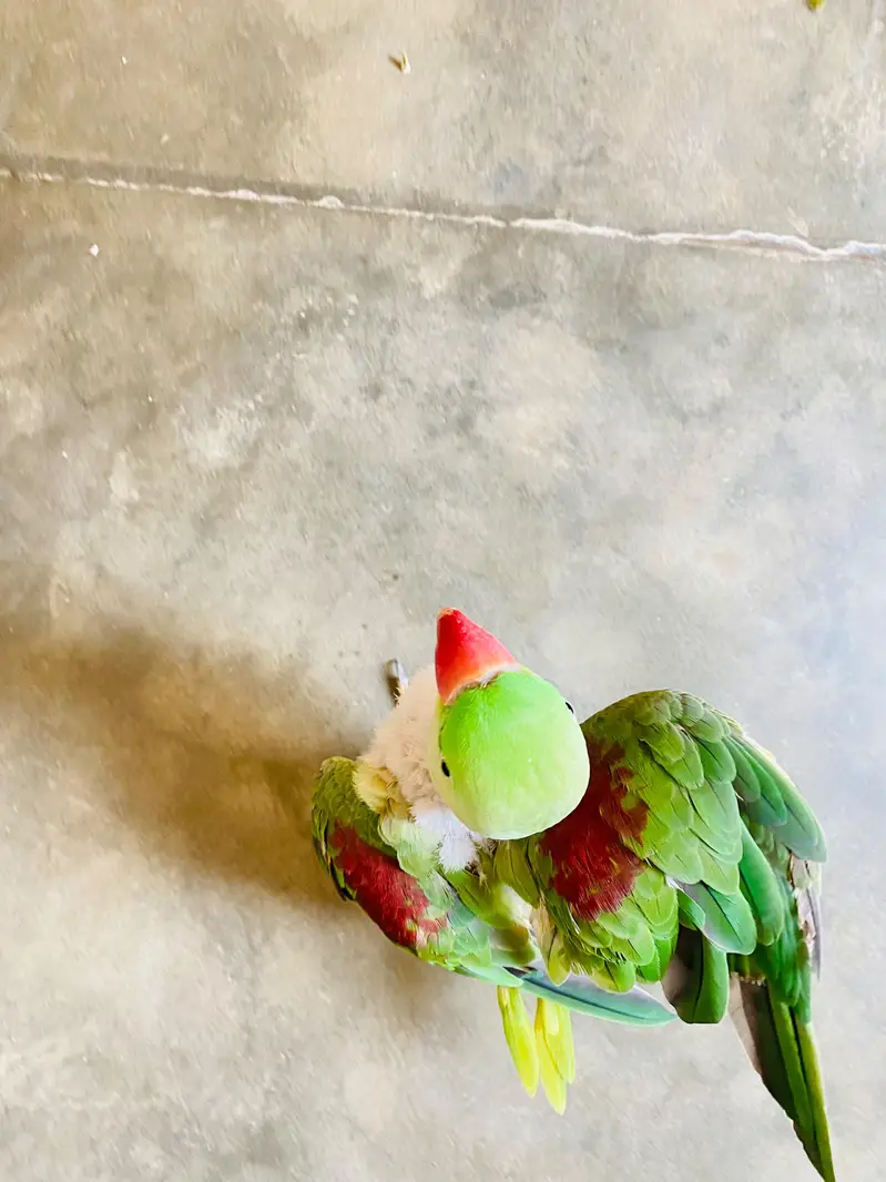 Raw Parrot — photo 6